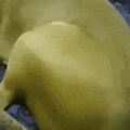 1513914537