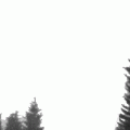 1427214415